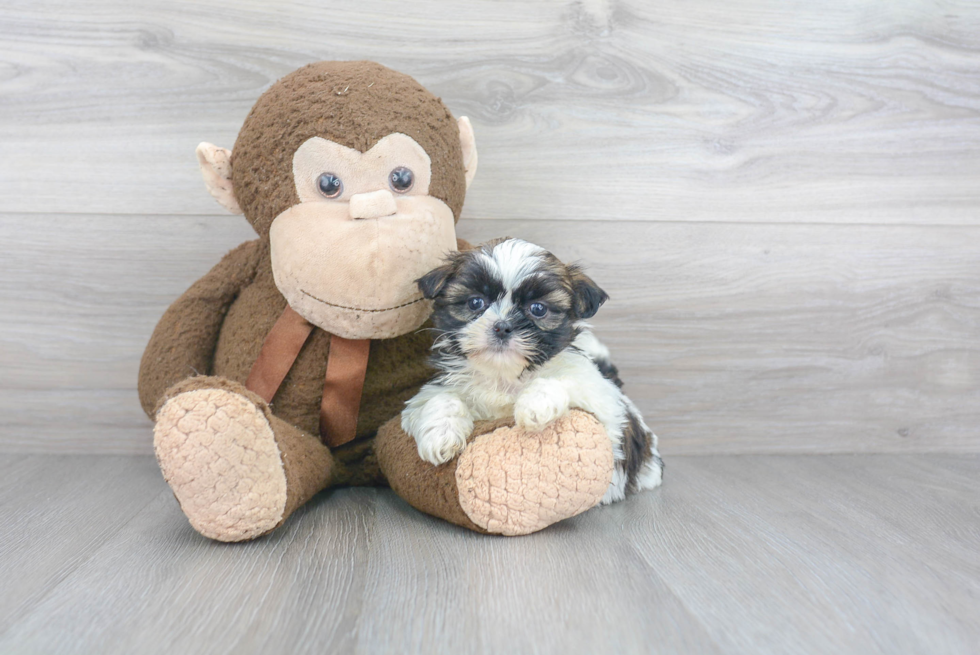 Akc Registered Shih Tzu Purebred Pup