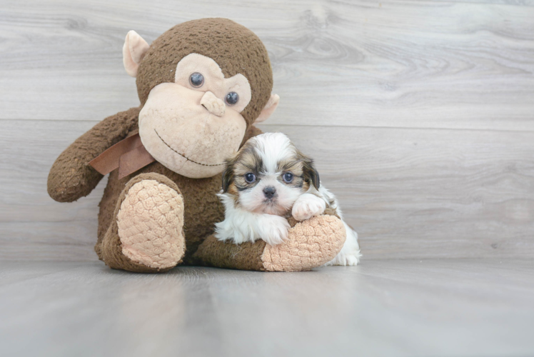 Adorable Shitzu Purebred Puppy