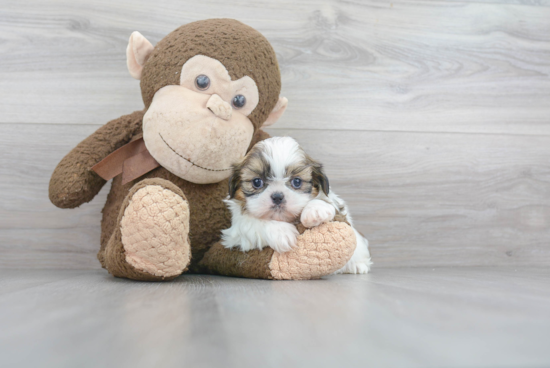 Adorable Shitzu Purebred Puppy