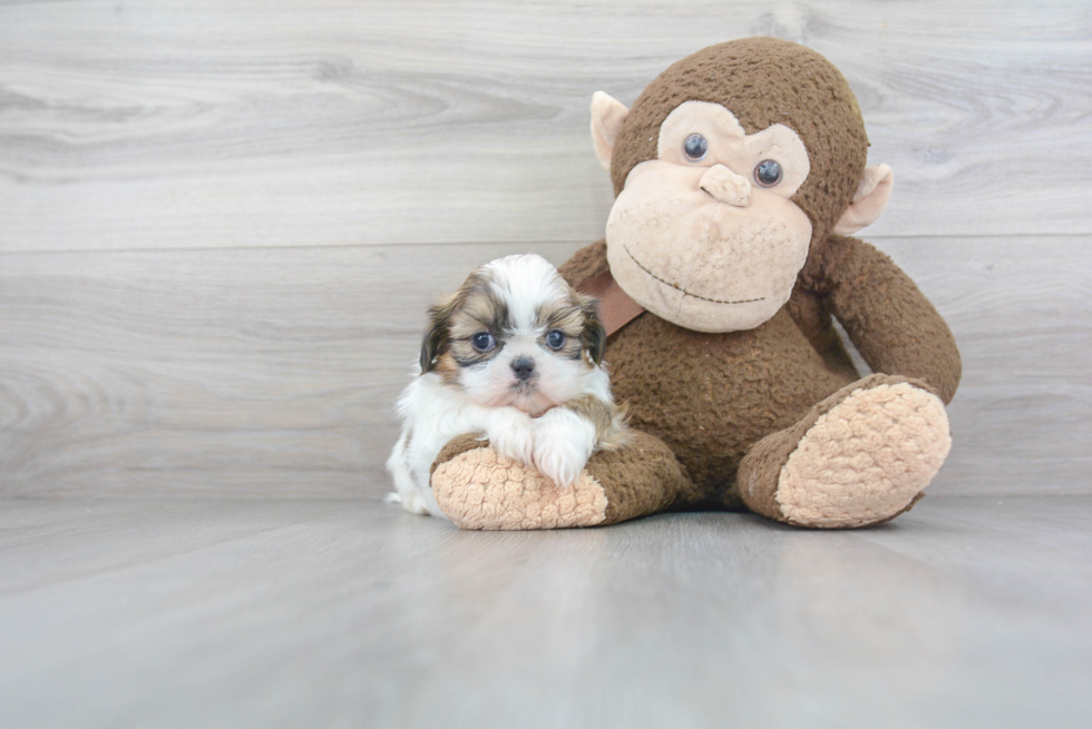 Shih Tzu Pup Being Cute