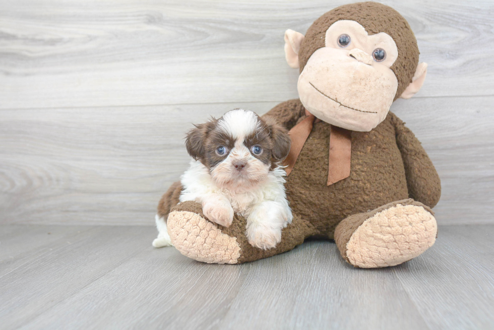 Little Shih Tzu Purebred Pup