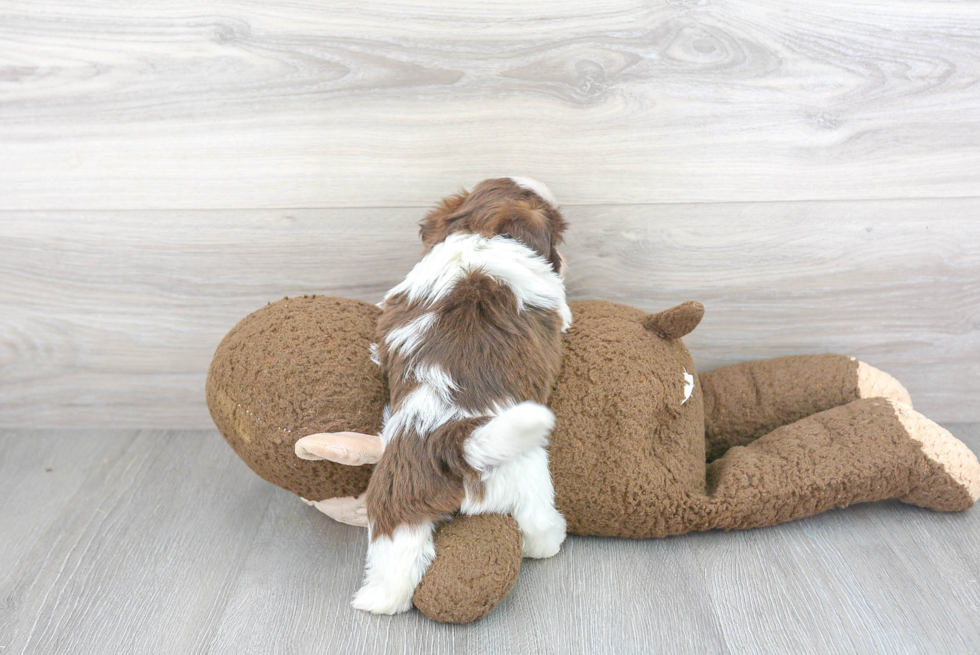 Shih Tzu Pup Being Cute