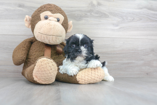 Funny Shih Tzu Baby