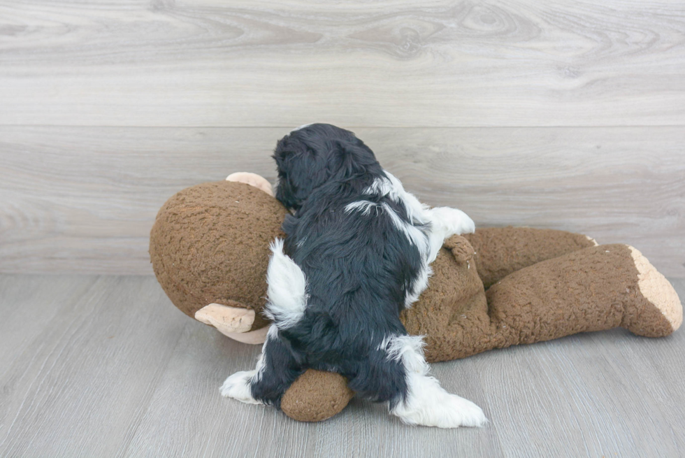 Shih Tzu Pup Being Cute