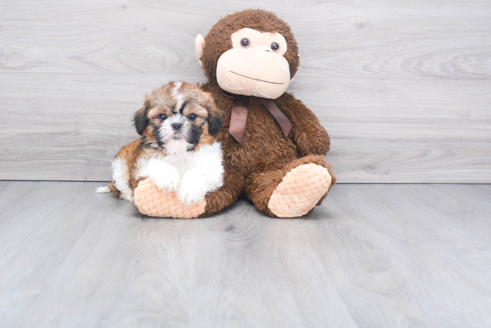 Shih Tzu Puppy for Adoption