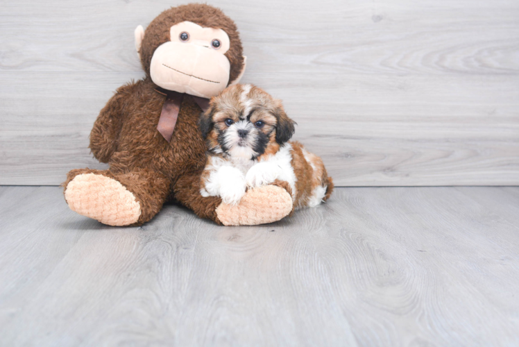 Akc Registered Shih Tzu Purebred Pup