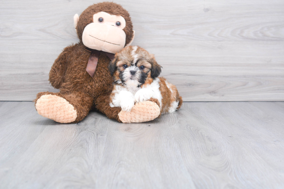 Akc Registered Shih Tzu Purebred Pup