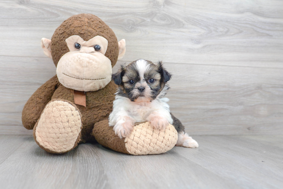 Popular Shih Tzu Purebred Pup