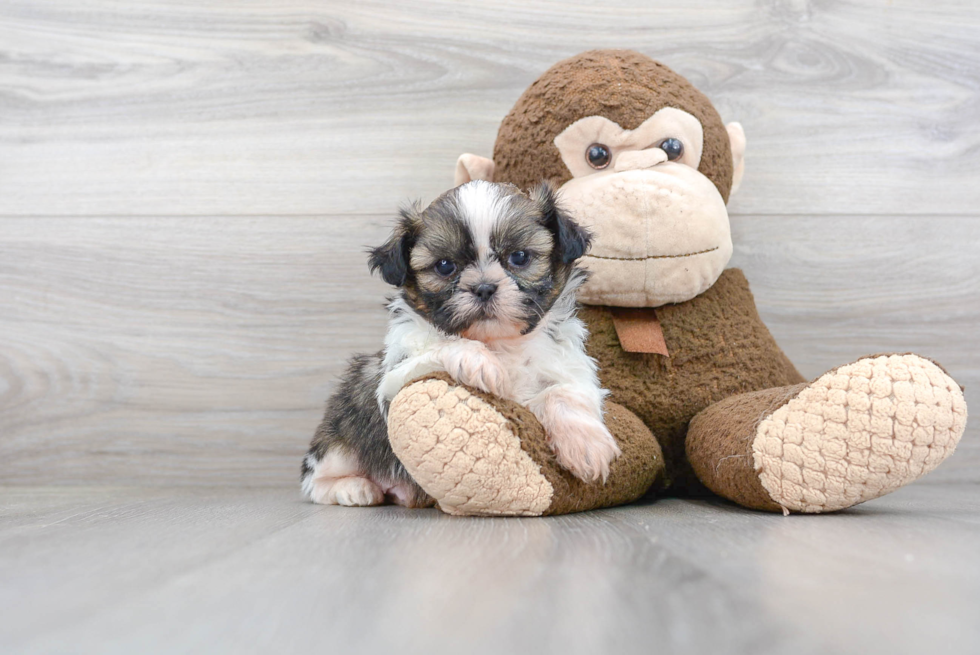 Best Shih Tzu Baby