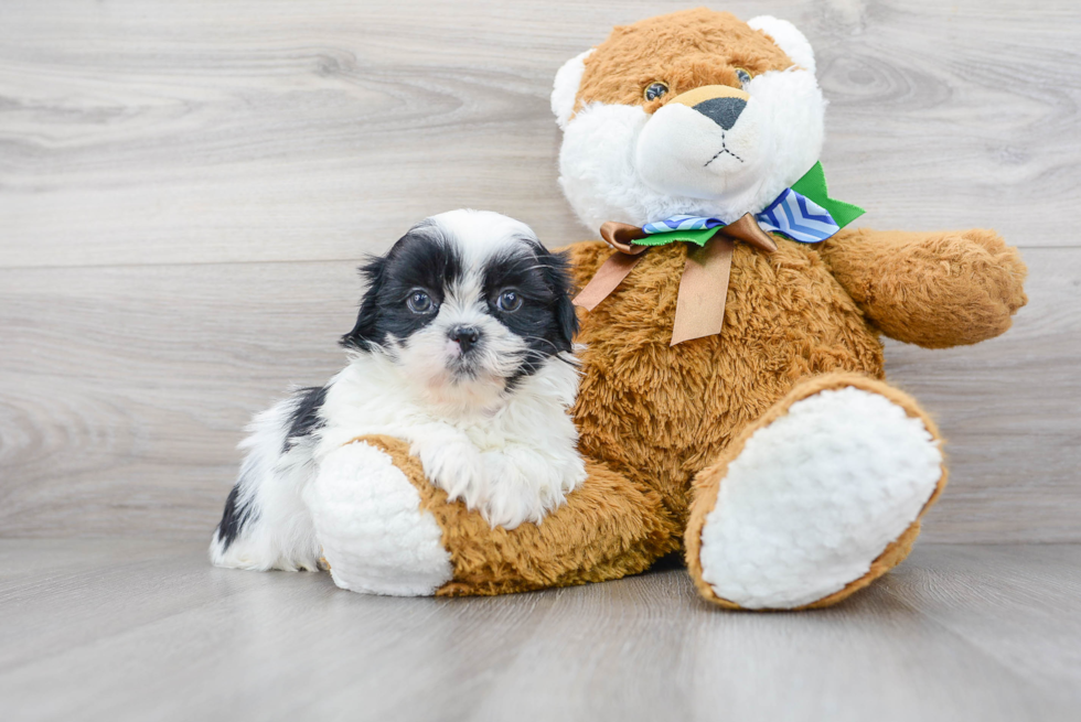 Akc Registered Shih Tzu Purebred Pup