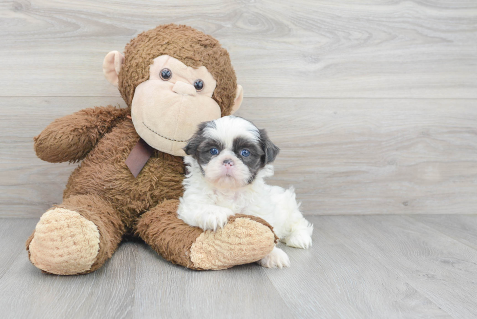 Friendly Shih Tzu Baby