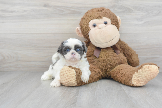 Shih Tzu Pup Being Cute