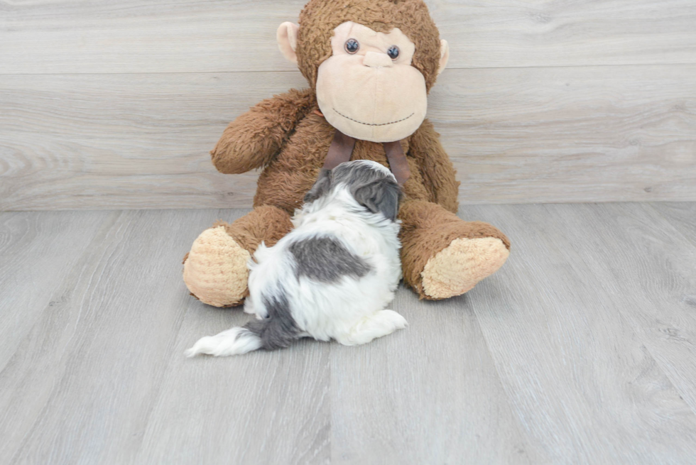 Playful Shih Tzu Purebred Pup