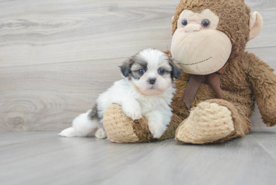 Shih Tzu Puppy for Adoption