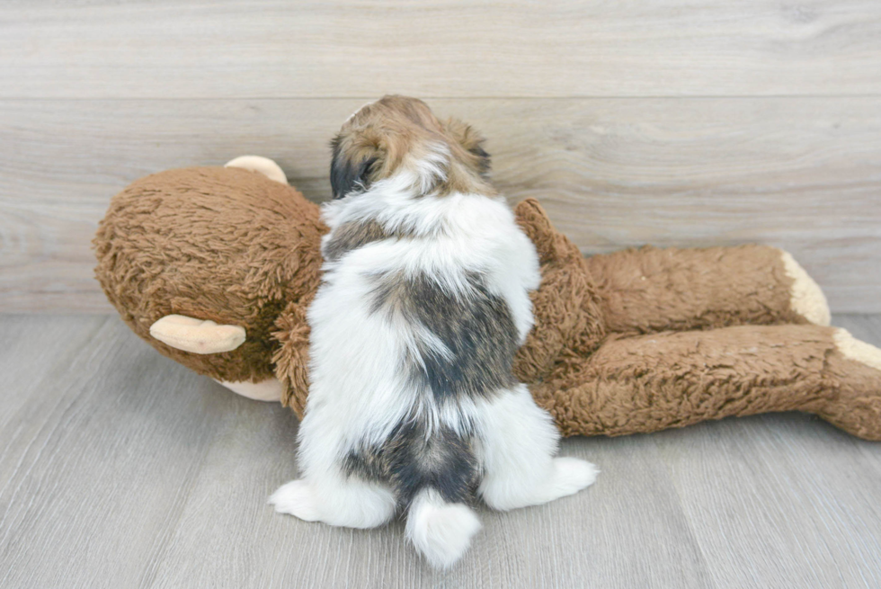 Shih Tzu Pup Being Cute