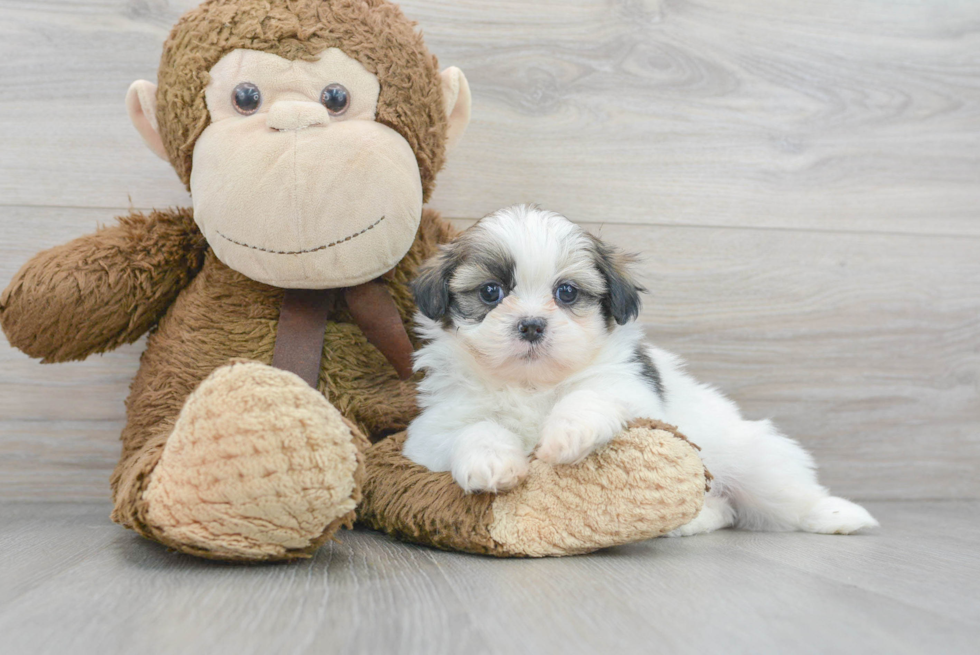 Playful Shih Tzu Purebred Pup