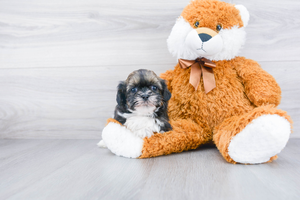 Cute Shitzu Purebred Puppy