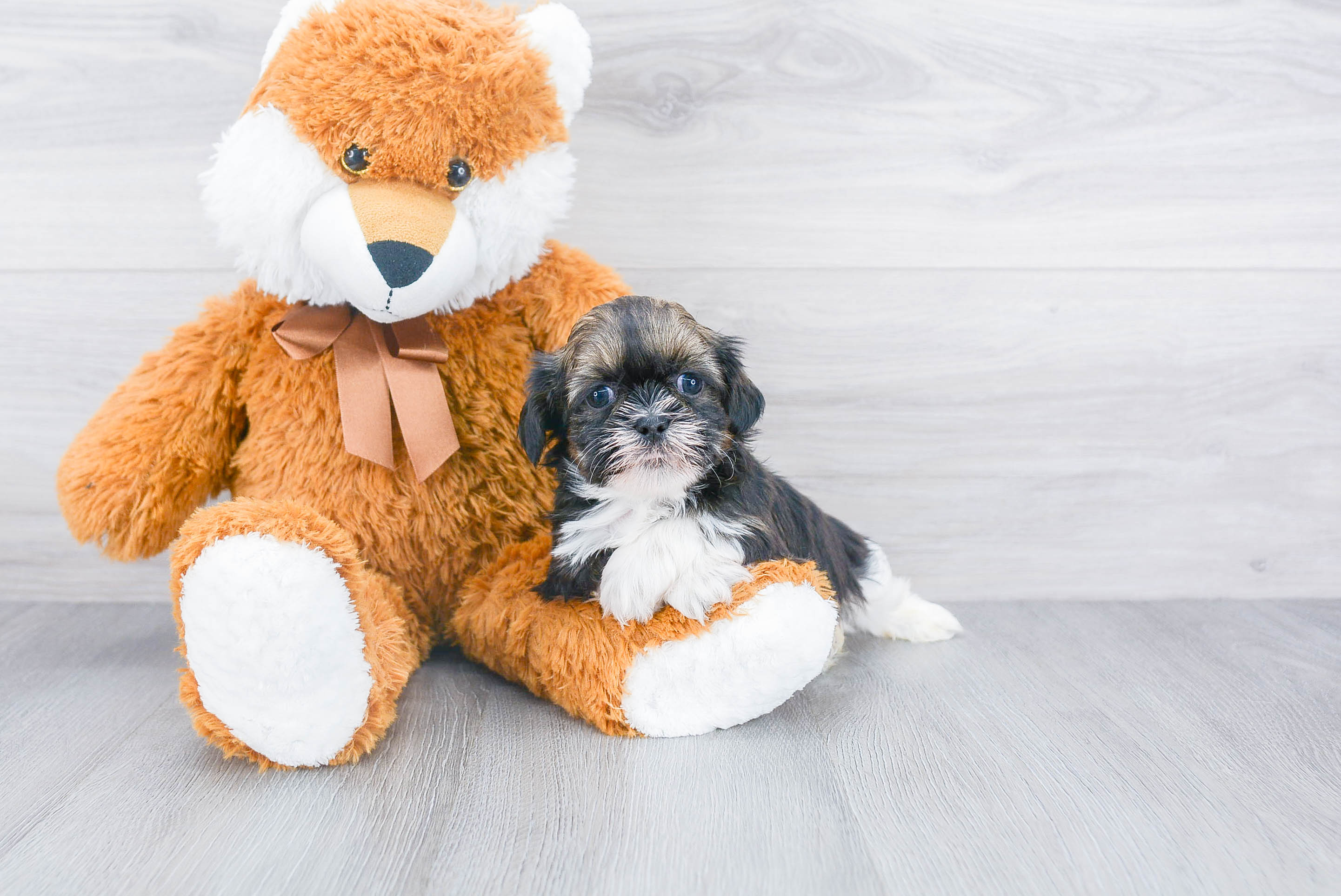 Funny Shih Tzu Purebred Pup