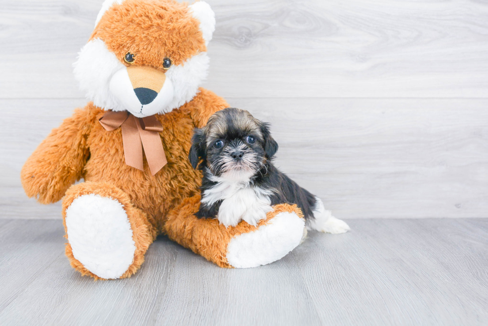 Funny Shih Tzu Purebred Pup