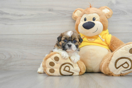 Little Shih Tzu Baby