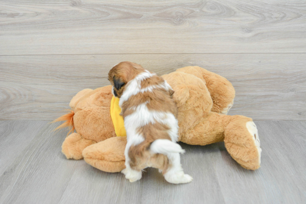 Hypoallergenic Shih Tzu Purebred Pup