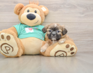 5 week old Shih Tzu Puppy For Sale - Premier Pups