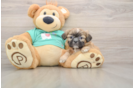 Playful Shih Tzu Purebred Pup