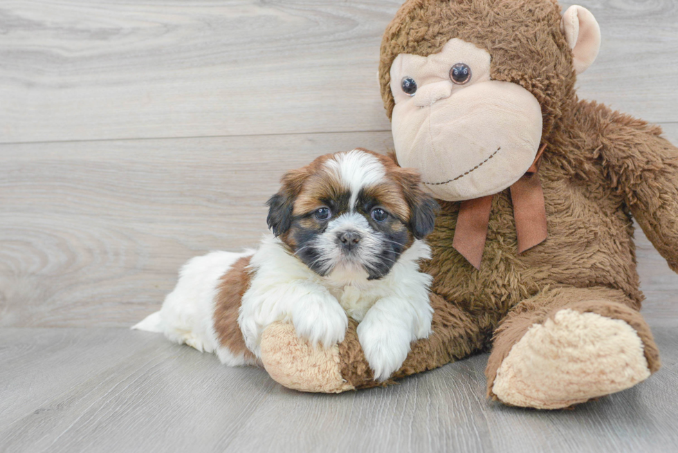 Shih Tzu Pup Being Cute