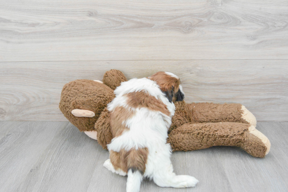 Shih Tzu Pup Being Cute