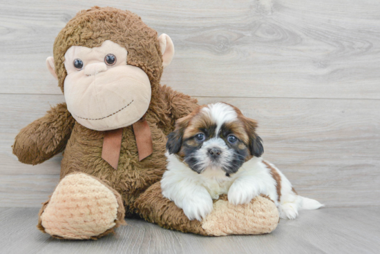 Shih Tzu Pup Being Cute