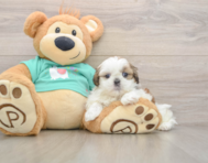 5 week old Shih Tzu Puppy For Sale - Premier Pups