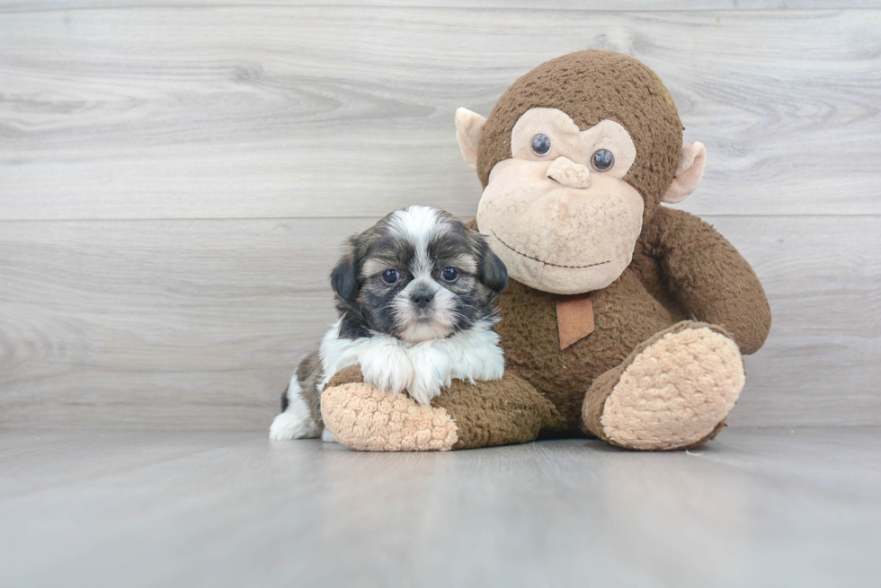 Shih Tzu Puppy for Adoption