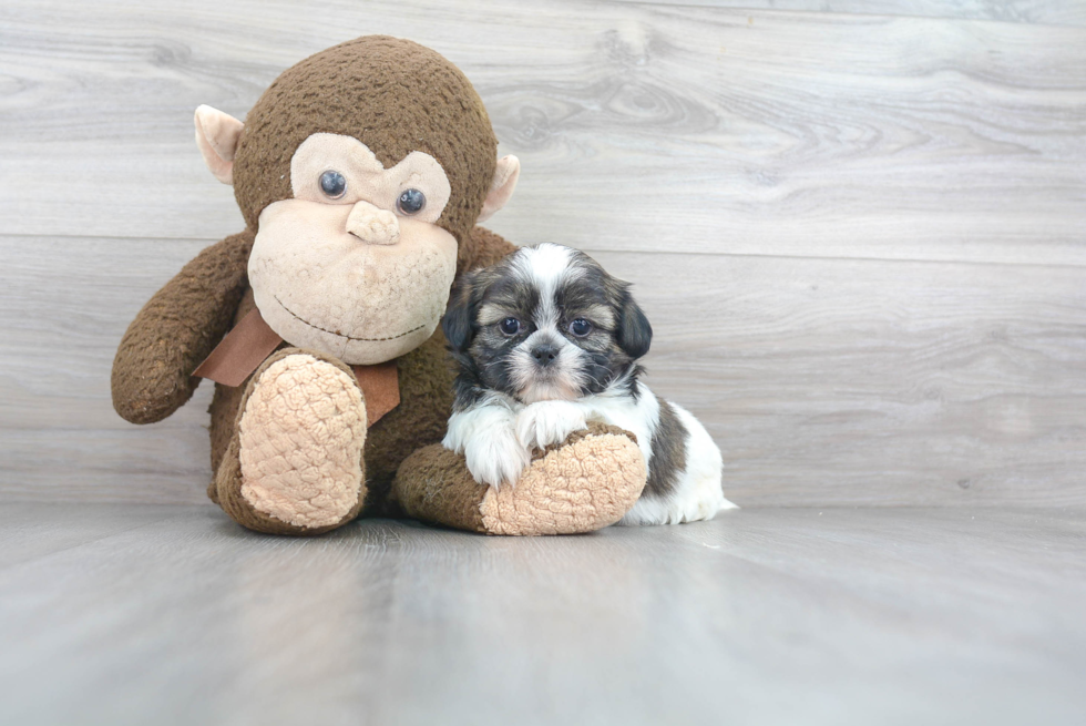 Hypoallergenic Shih Tzu Purebred Pup