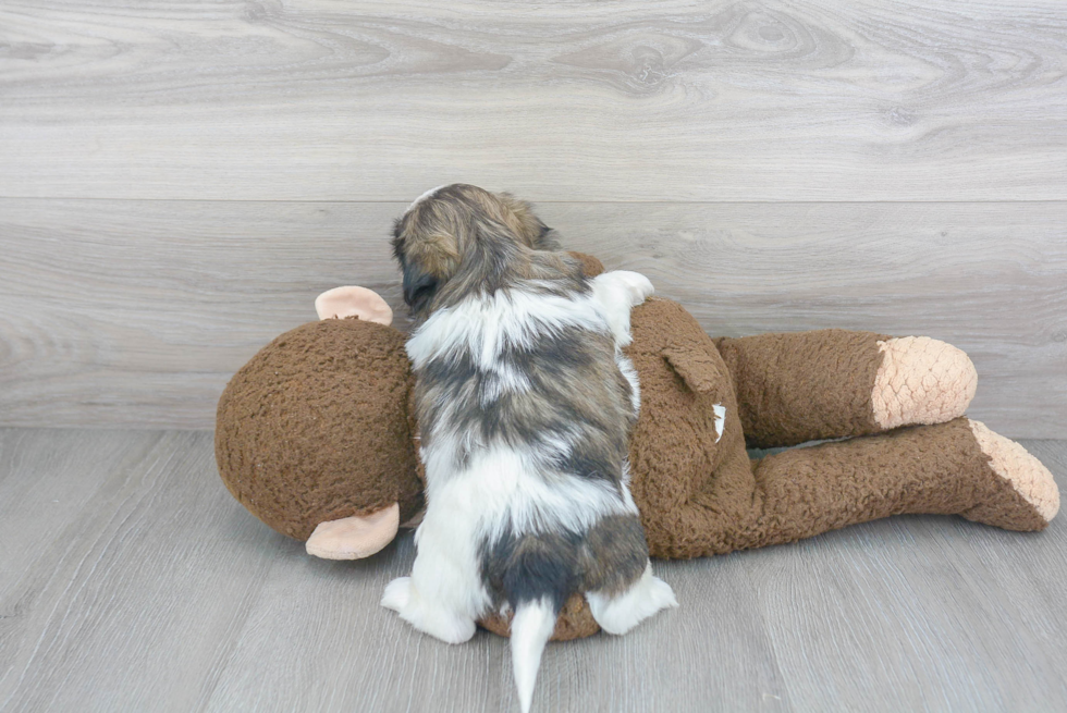 Shih Tzu Pup Being Cute