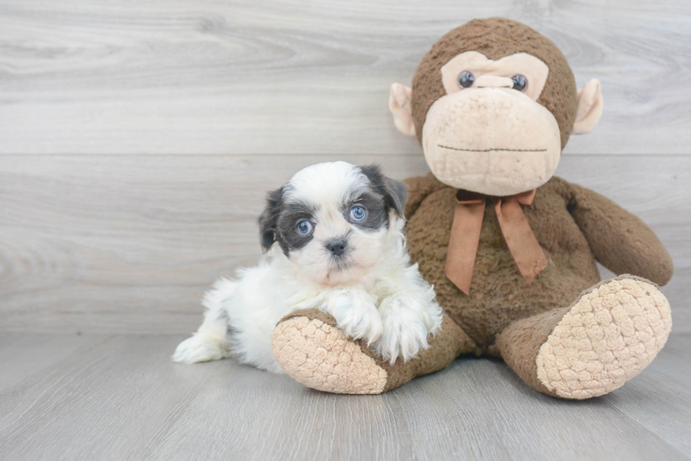 Best Shih Tzu Baby