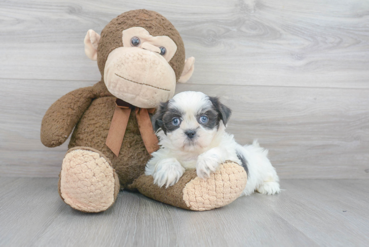 Akc Registered Shih Tzu Baby