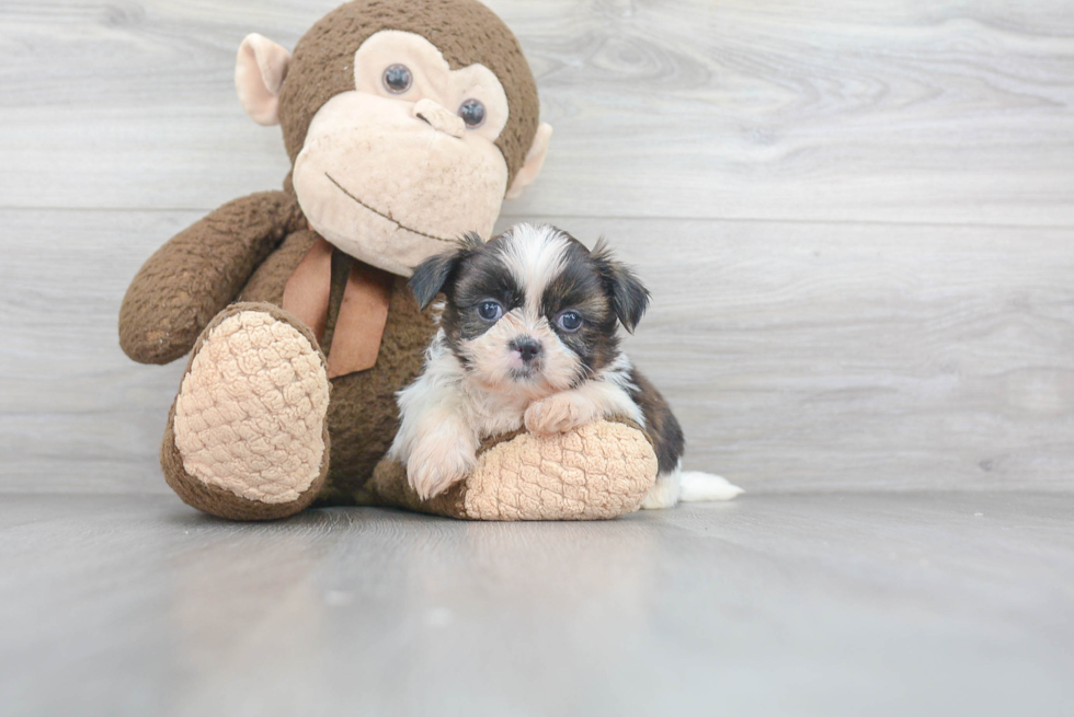 Best Shih Tzu Baby