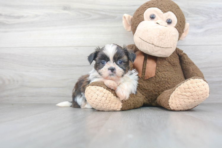 Shih Tzu Puppy for Adoption