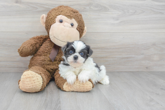 Shih Tzu Puppy for Adoption