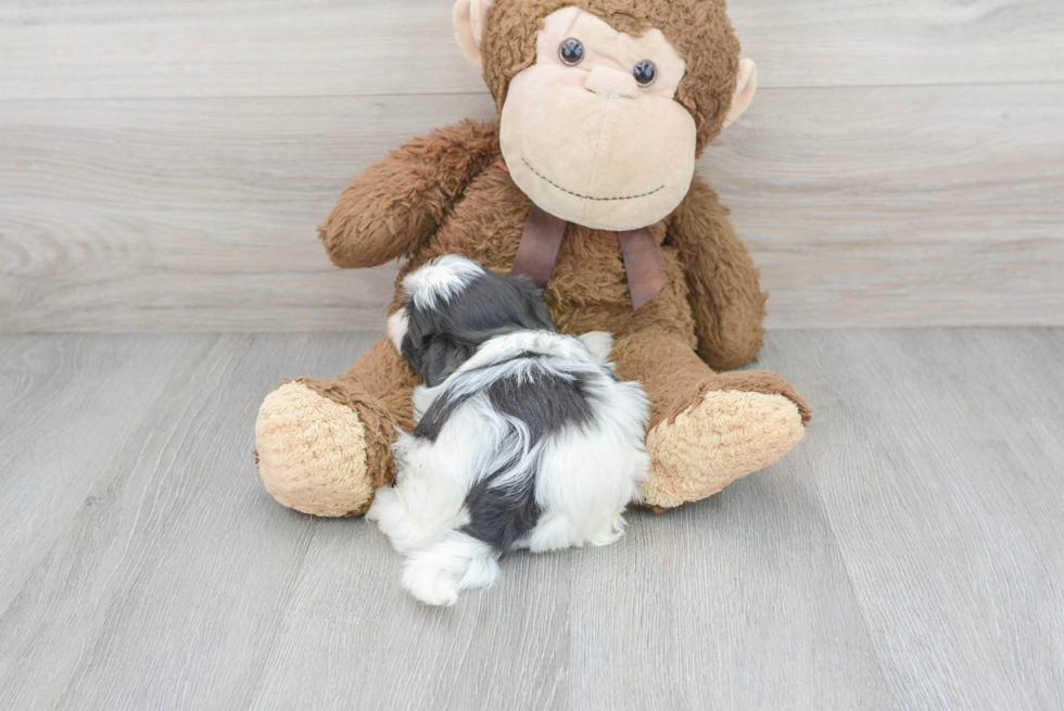 Shih Tzu Puppy for Adoption