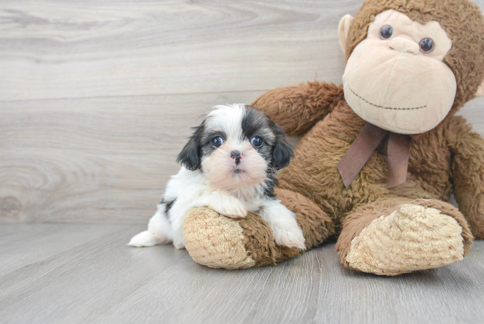 Shih Tzu Pup Being Cute