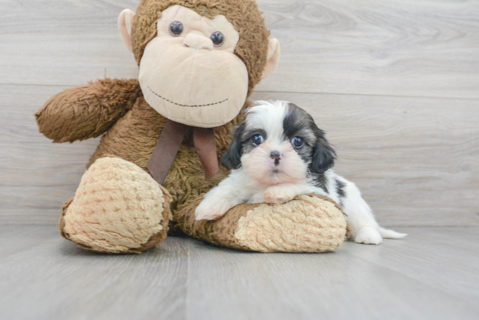 Little Shih Tzu Baby