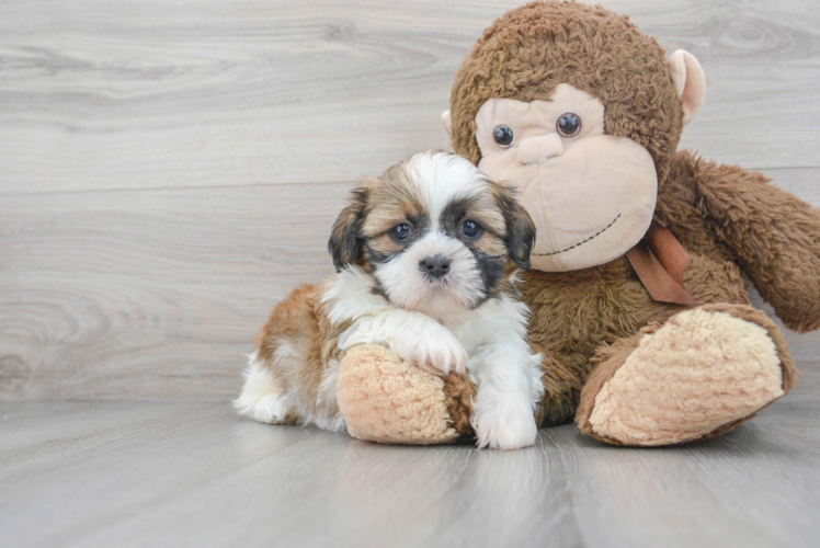 Hypoallergenic Shih Tzu Purebred Pup