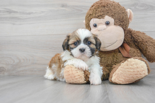 Hypoallergenic Shih Tzu Purebred Pup