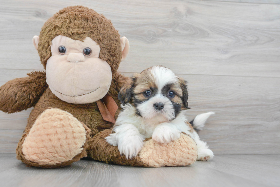 Playful Shih Tzu Baby