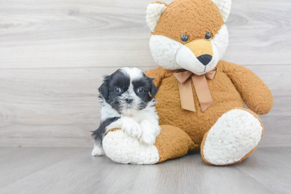 Playful Shih Tzu Purebred Pup