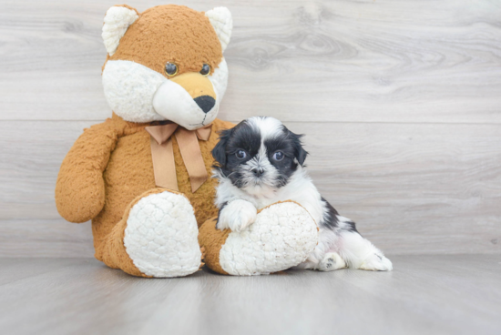 Playful Shih Tzu Purebred Pup