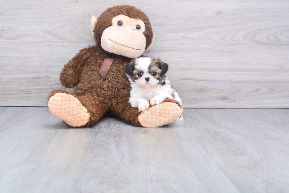 Shih Tzu Pup Being Cute