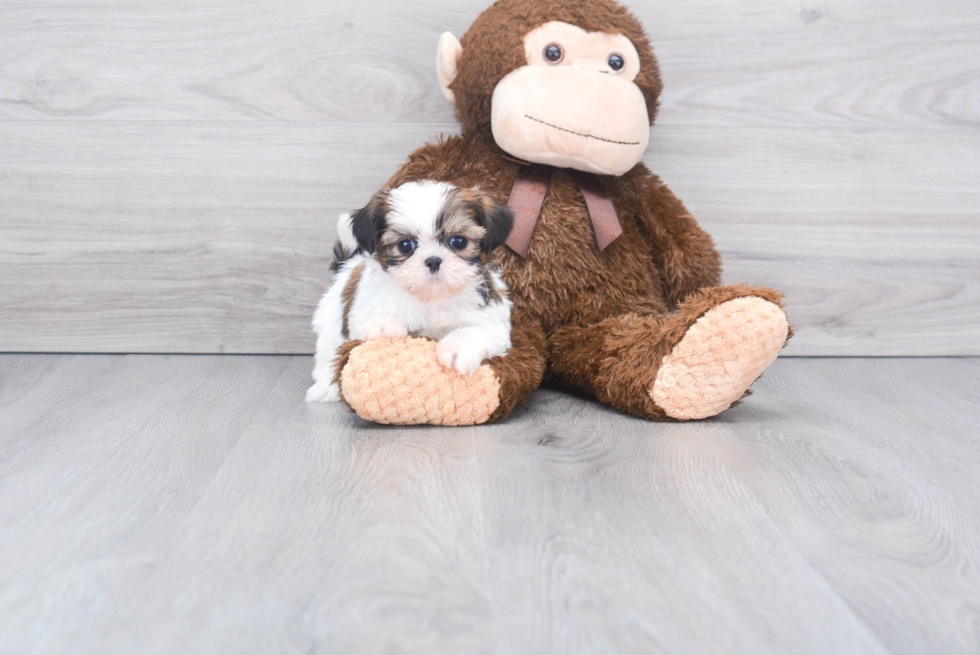 Best Shih Tzu Baby