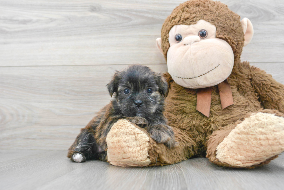 Shorkie Puppy for Adoption